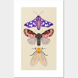 Moths Posters and Art